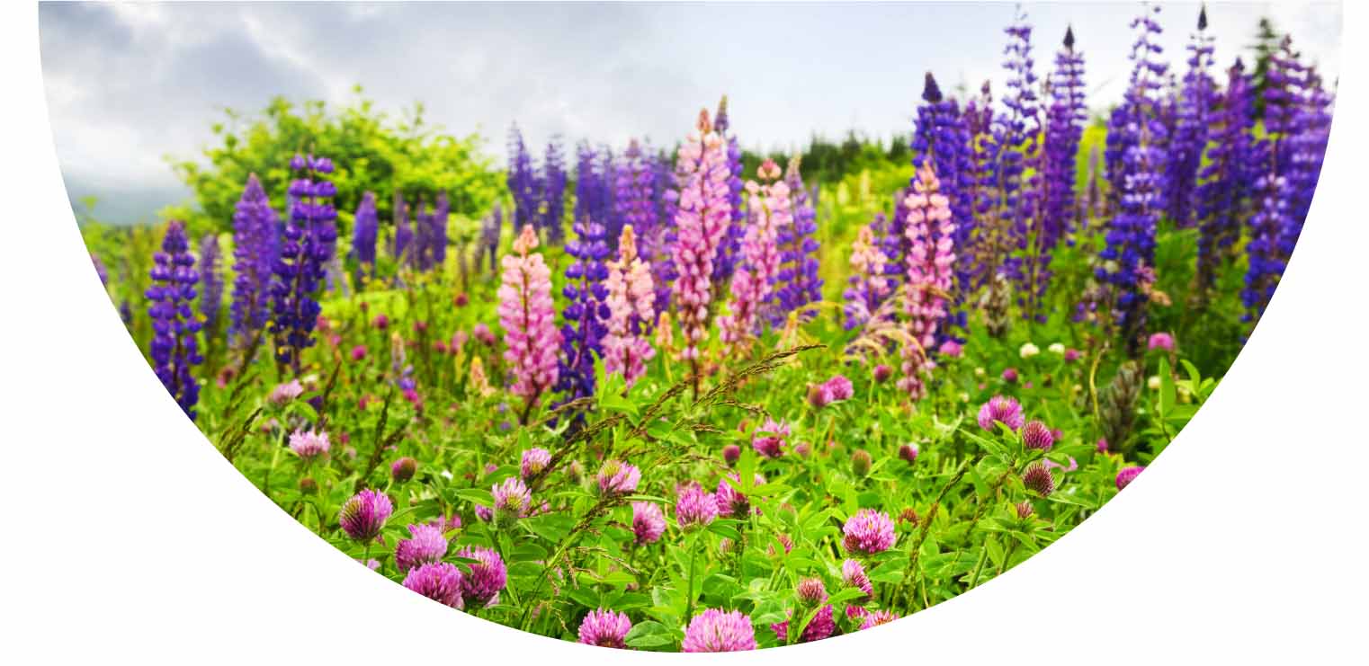 image of mt hood wildflowers in oregon in pinks, purples and green